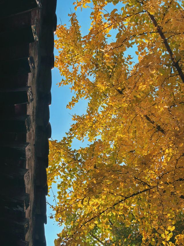 西五台雲居寺|鬧市中的寧靜古剎