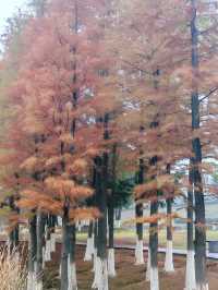 松雅湖 | 來赴一場紅杉與銀杏的浪漫約會吧！