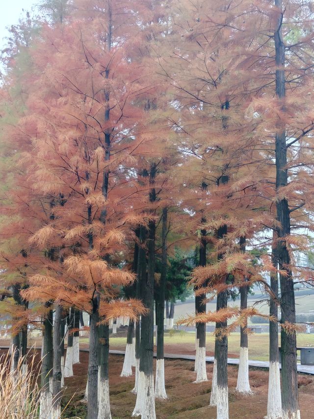 松雅湖 | 來赴一場紅杉與銀杏的浪漫約會吧！
