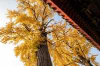 定慧寺千年銀杏：金秋禪意之美