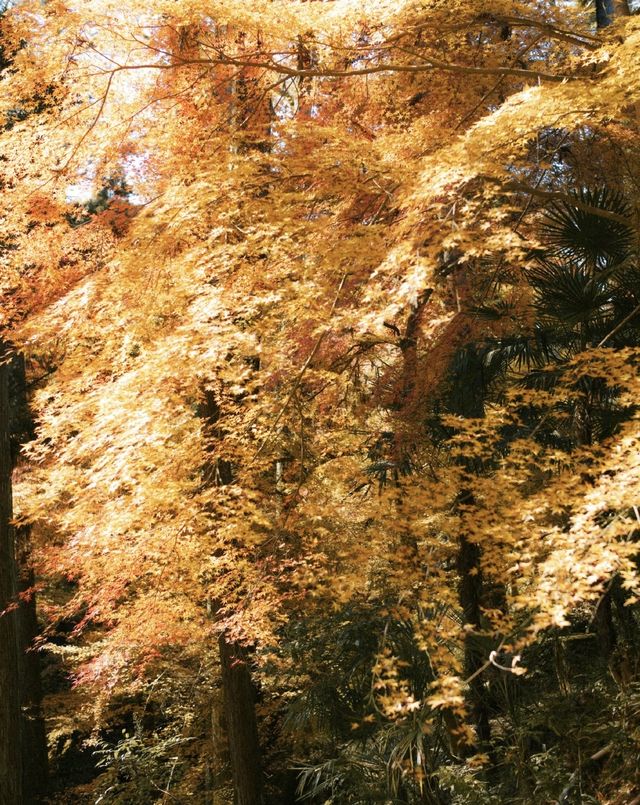 石山寺｜何必去京都看紅葉擠破頭
