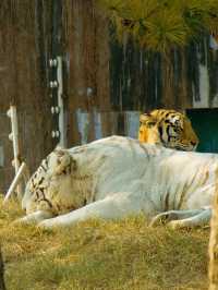冬季反向遊｜來成都動物園與動物親密互動（附攻略）