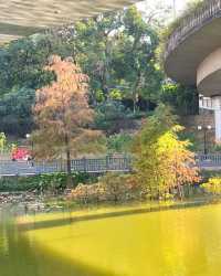 洪湖公園，落羽杉紅透半邊天