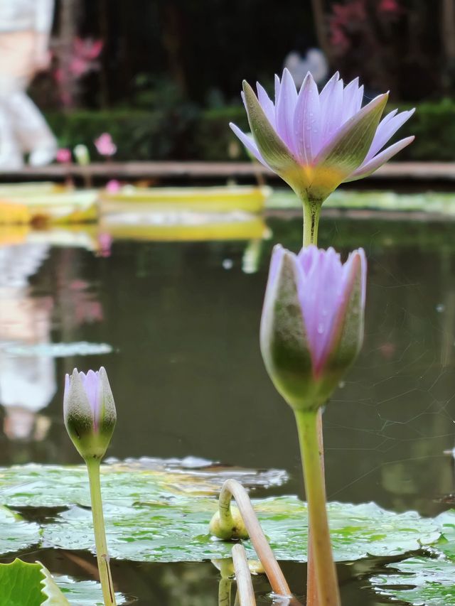 在版納！一天玩遍曼聽公園和總佛寺！附攻略