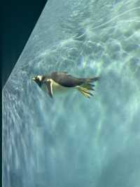 原來極地公園還可以這麼玩 