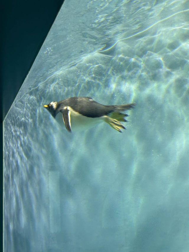 原來極地公園還可以這麼玩 