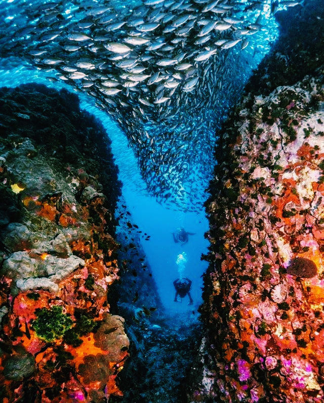 體驗蘇梅島潛水｜邂逅夢幻海底世界