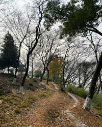 嘉興乍浦九龍山國家森林公園，一場自然與歷史的盛宴