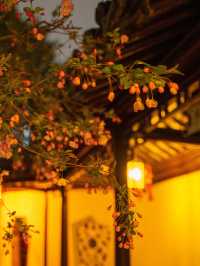 冬日裏的黃梅花，瞻園臘梅綻放的秘密