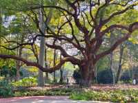 廣西北海市的中山公園