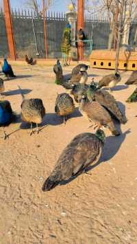 雄安辛瑪森林動物樂園的遊樂設施都有哪些特色呢？