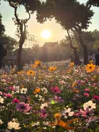 #深圳市西麗生態公園：格桑花的綺麗世界