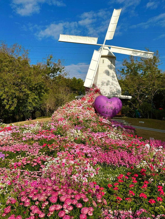 ——深圳市荷蘭花卉小鎮：鬱金香年花市的絢麗之景