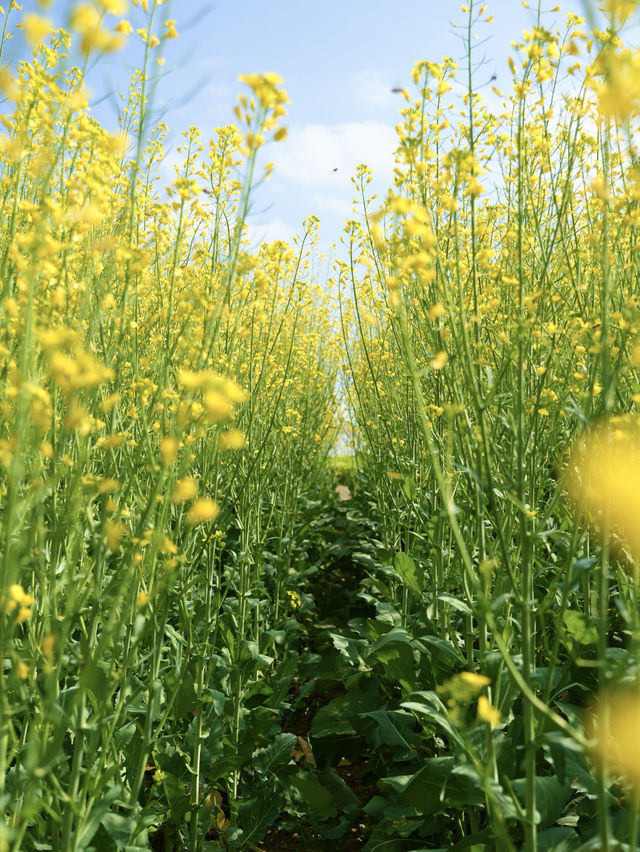 不是大理！深圳油菜花盛開中免費花海來了