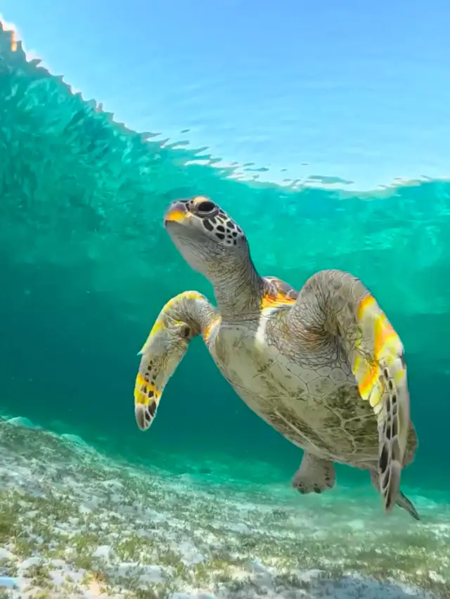 A new and alternative way to dive in Cebu, Philippines! An amazing diving destination: Dalaguete!