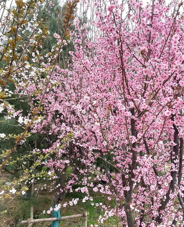 【鐵塔公園,鐵塔下的美好時光】 【鐵塔公園,鐵塔下的美好時光】