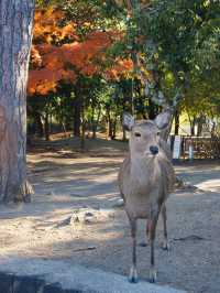 大阪行程｜周邊一日遊｜奈良公園與春日大社