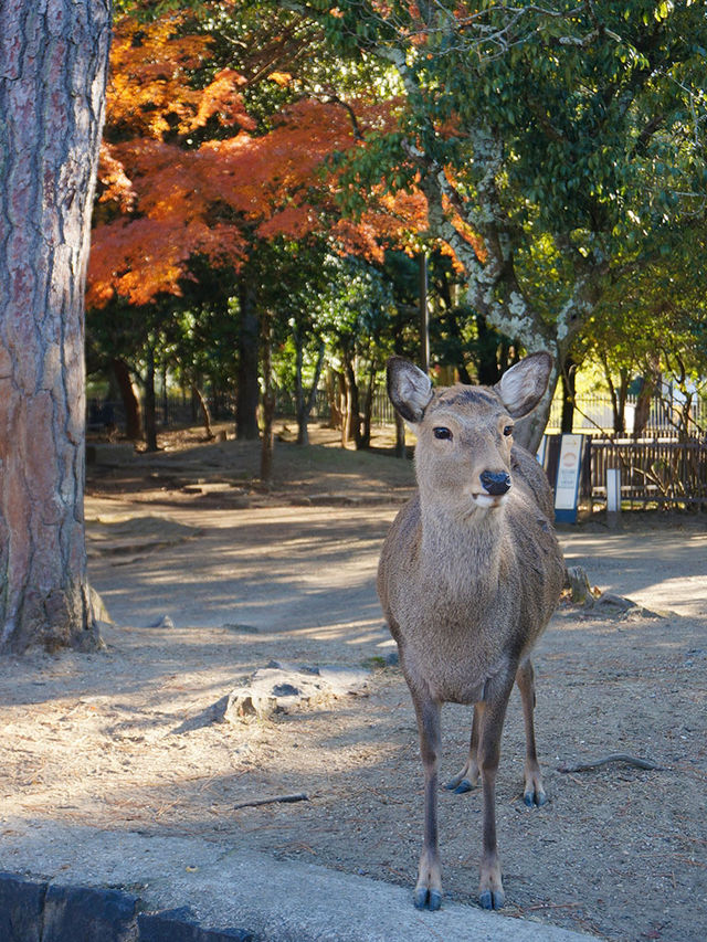 大阪行程｜周邊一日遊｜奈良公園與春日大社