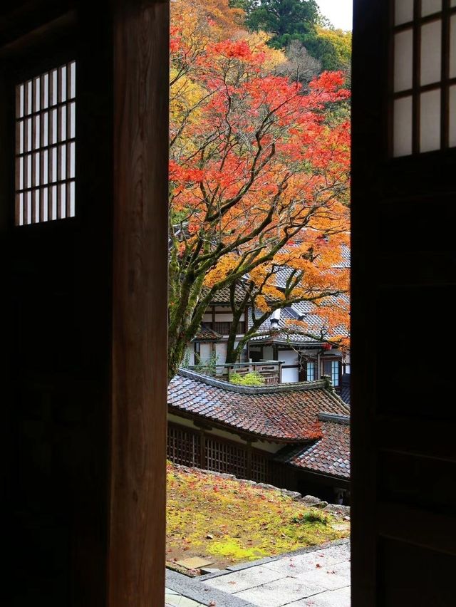 8日玩遍日本 超全攻略拿走不謝