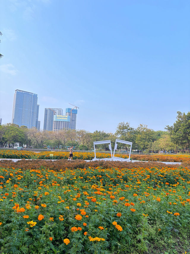 比起虞美人，這片小眾花海更壯觀