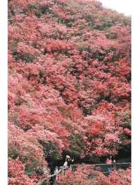 廬山春天嘅模樣