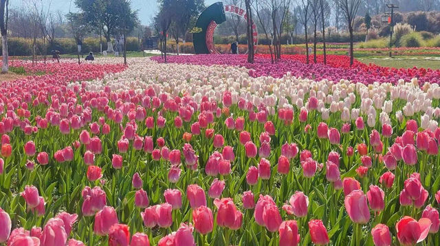 春日限定之西昌花花世界，快來打卡吧