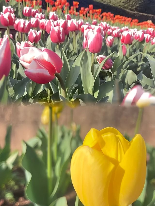 撫州·三翁花園 免費打卡的小眾寶藏公園