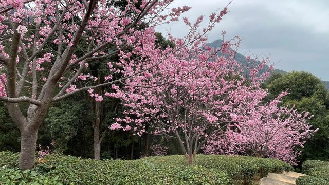 廣東梅州陰那山｜春日快奔赴一場浪漫花約