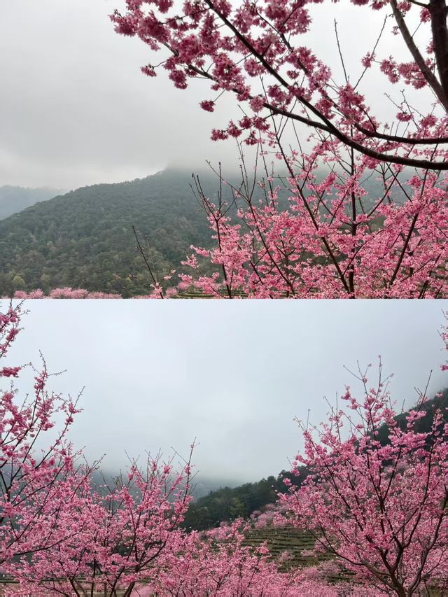 以為大理的櫻花已經夠美了，直到我來到……