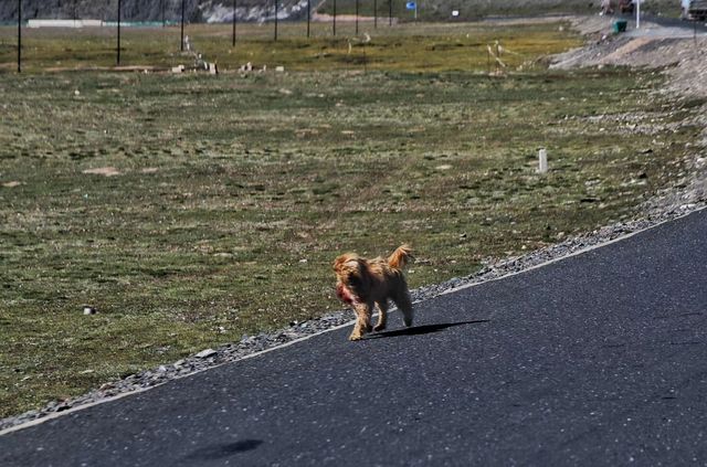 可可西里 輕盈奔跑 肆意馳騁動物世界