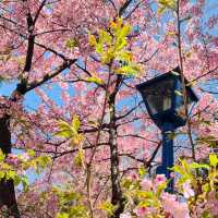 🌸被上野公園的櫻花美到失語啦