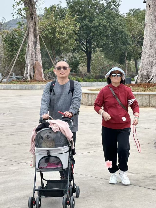 東華禪寺的櫻花太美啦