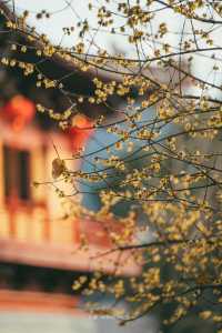 Discover the Top 5 Stunning Plum Blossom Spots in Jinhua!