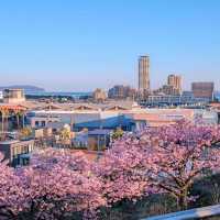 🌸2025福岡賞櫻攻略 | 本地人的私藏推介✨