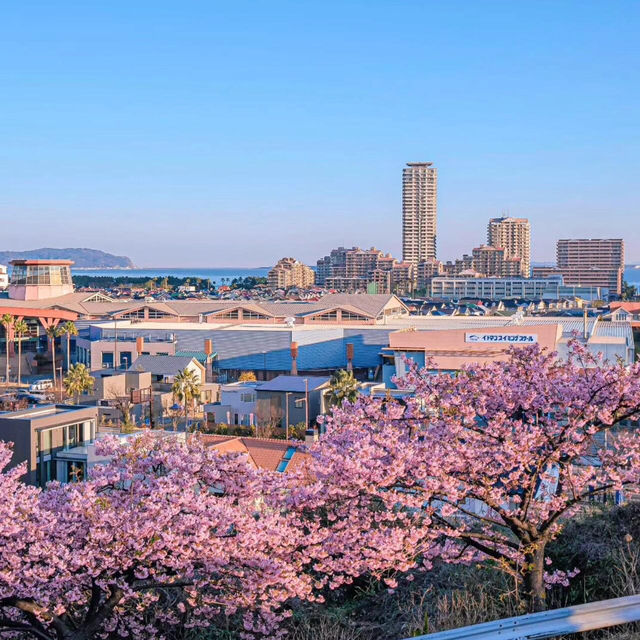 🌸2025福岡賞櫻攻略 | 本地人的私藏推介✨