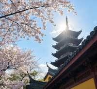 南京櫻花季最詳細攻略