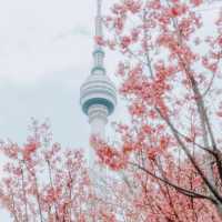 🌸去龜山風景區拍櫻花啦