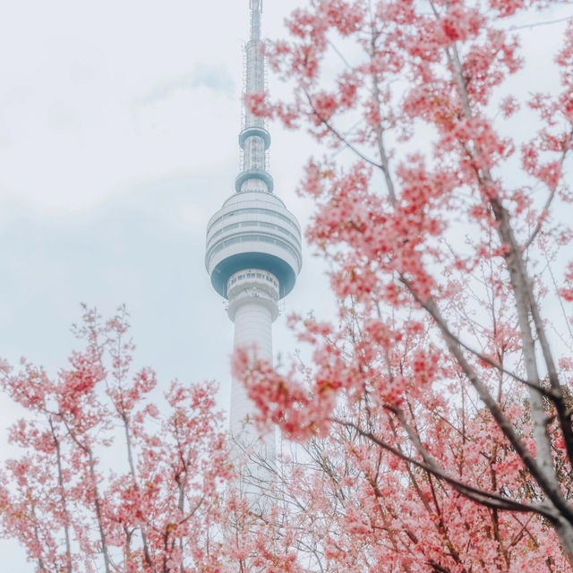 🌸去龜山風景區拍櫻花啦