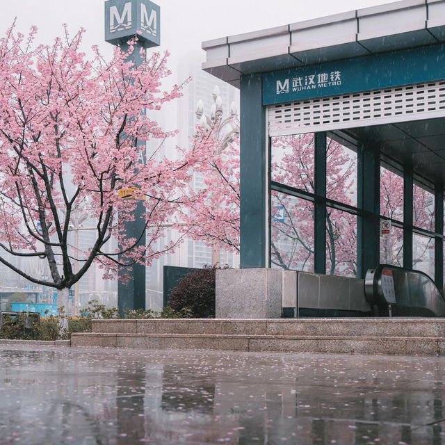 🌸武漢新晉最美櫻花地鐵站，邂逅春日浪漫