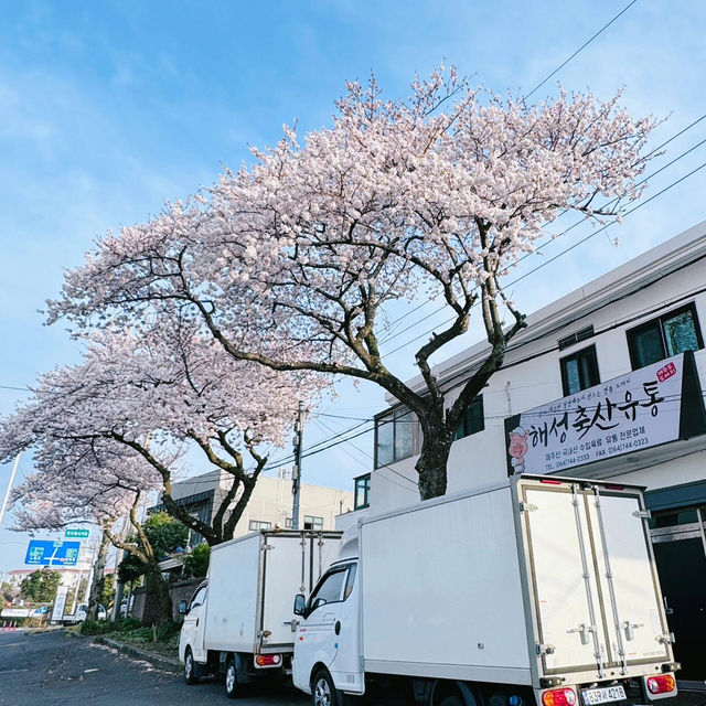 濟州島櫻花🌸實況-光成路滿開人少！韓劇氛圍美‼️