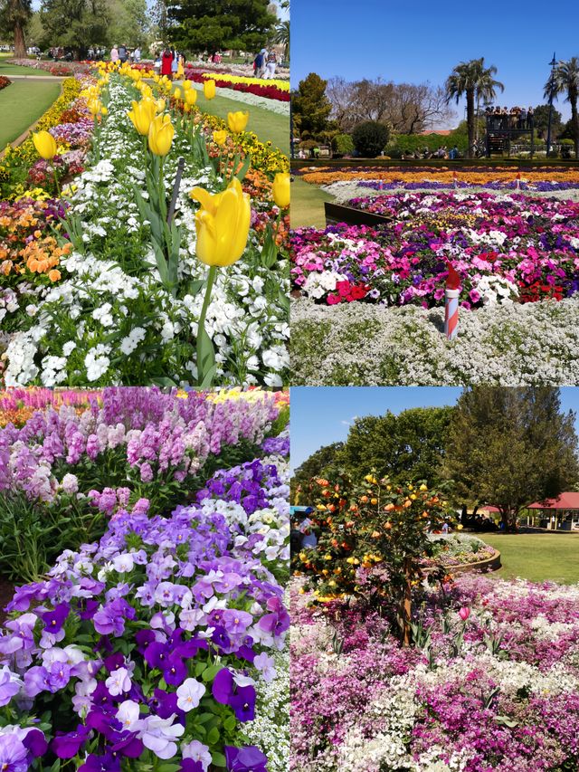 藏在澳洲的東方秘境——圖文巴日式花園