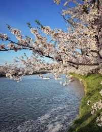 青森櫻花季4天3夜保姆級攻略！
