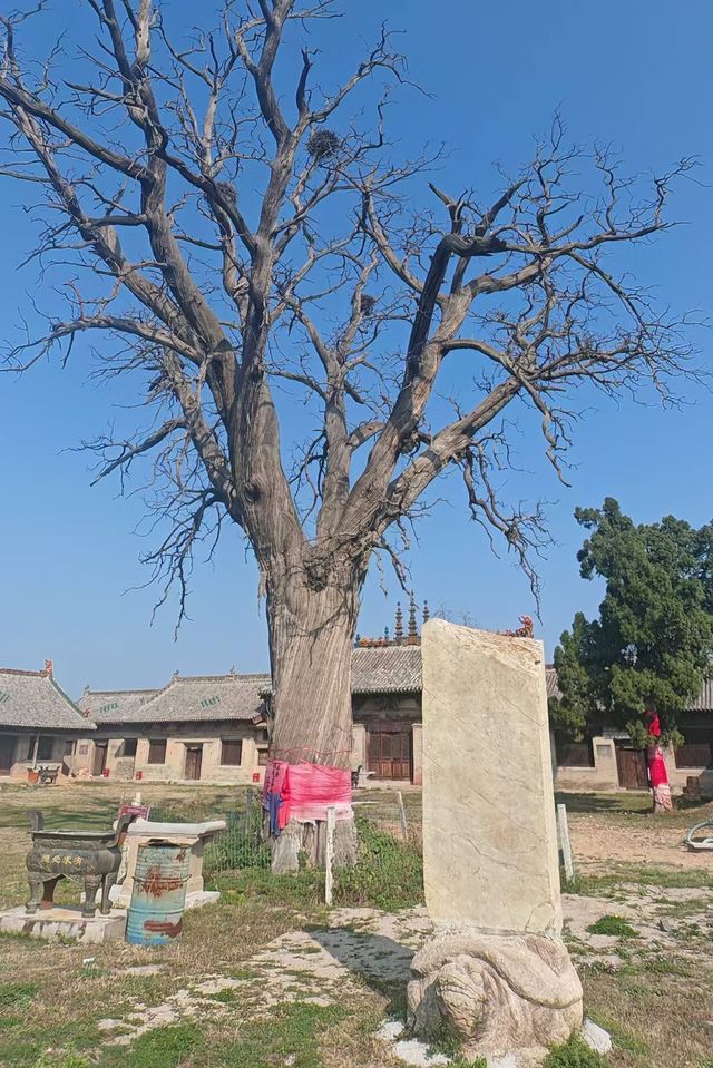 樹與廟的共生 · 人和神的遺憾—南柳泰山廟