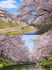 Kyoto and Nara: 4-Day Cherry Blossom Guide 🌸 Detailed Cherry Blossom and Deer Feeding Plan