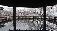2024 Japan Cherry Blossom Season Summary (Recommendations and Avoidances)