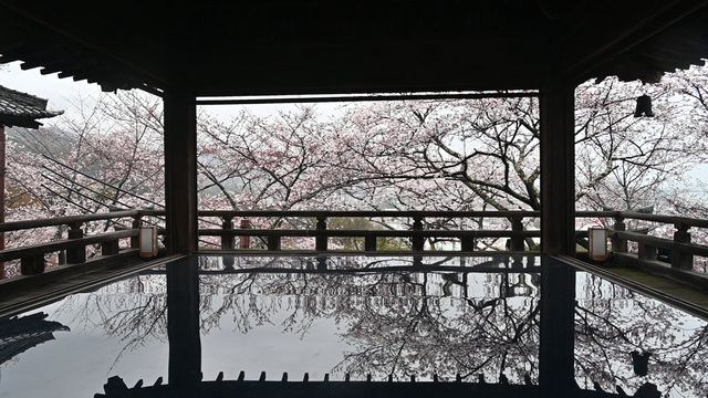 2024 Japan Cherry Blossom Season Summary (Recommendations and Avoidances)