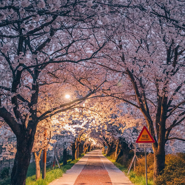 釜山周邊櫻花🌸鎮海軍港節，美到破防