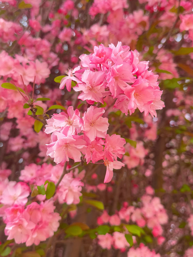 一日遊 | 攻略安寧玉龍灣景區寵物友好公園