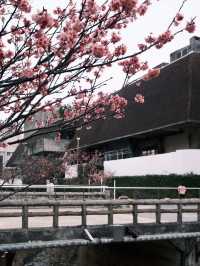 與儀公園，櫻映琉球風情