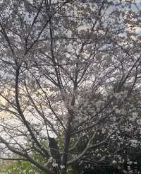 城鐵出行日-開福寺-天心閣